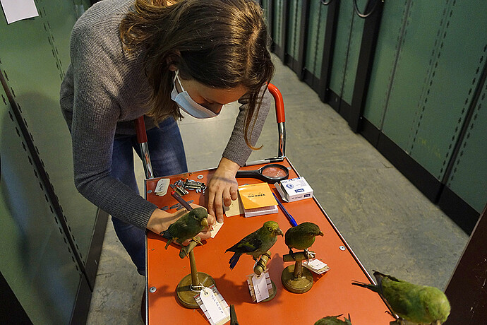 Avant cela, l'équipe du musée s'est livrée à un véritable travail de fourmi. Cassandra Vogel, étudiante en muséologie à Mulhouse, prête main-forte lors de son stage pour la préparation et l'étiquetage des collections.