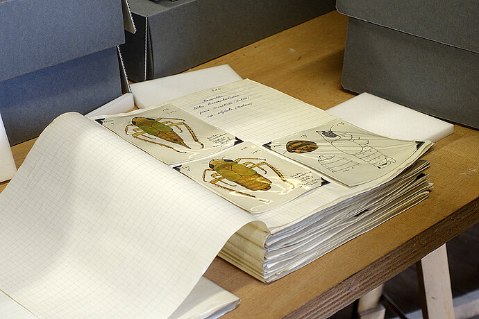 La collection de dessins d’insectes doit elle aussi être inventoriée soigneusement.