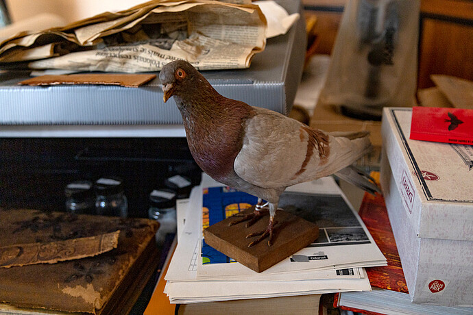 Ce beau pigeon attend patiemment son tour et espère que l’on ne l’oubliera pas dans le bureau de la directrice du musée. (Photos : Catherine Schröder/Université de Strasbourg).